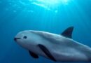 La vaquita marina se extinguirá
